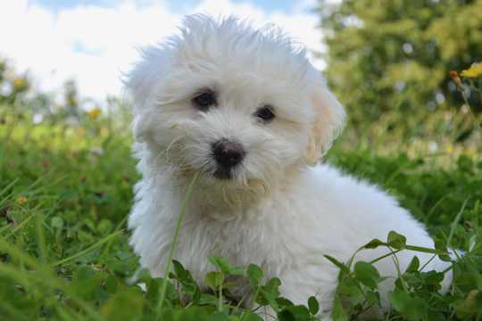 原野上白色幼犬图片
