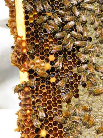 蜂巢上的蜜蜂