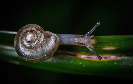 可人蜗牛照相图片