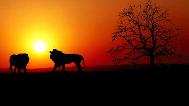 落日狮子树木剪影图片