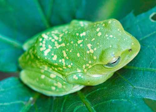 可人绿色青蛙图片
