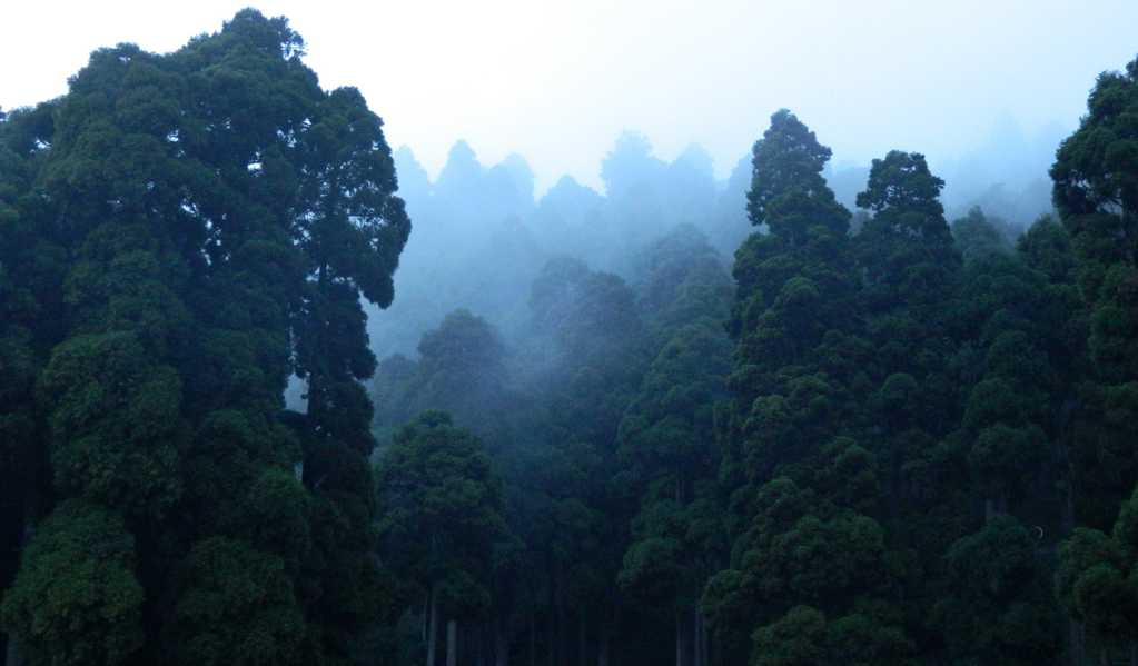 唯美浓雾树林