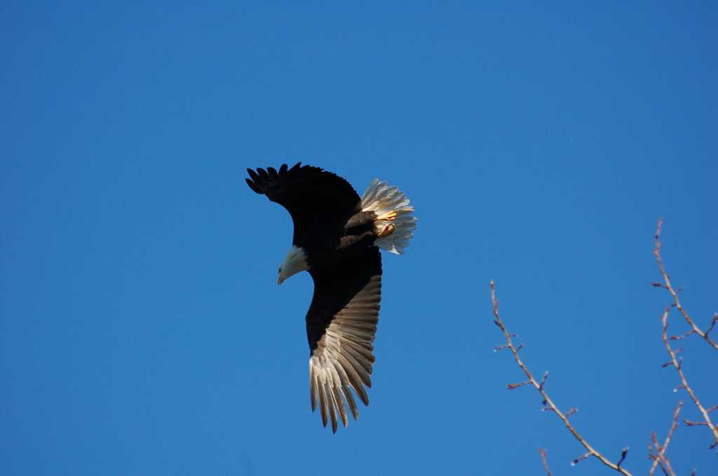 展翅翱游的老鹰高清图片