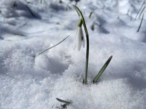 雪地花朵图片