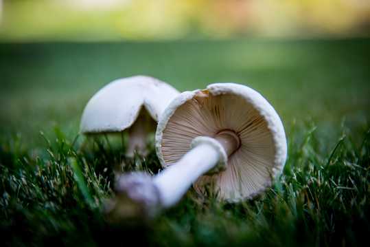 原野白色蘑菇图片