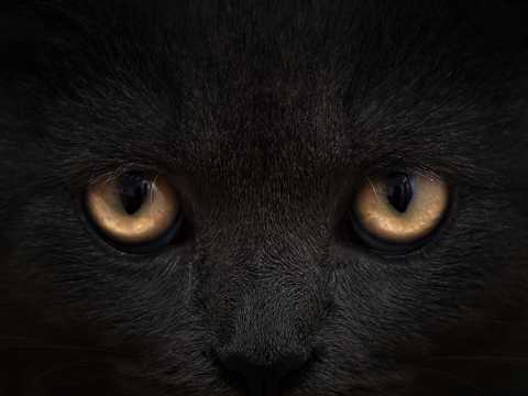 黑猫的脸部特写