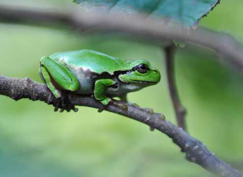 绿色树蛙高清图片