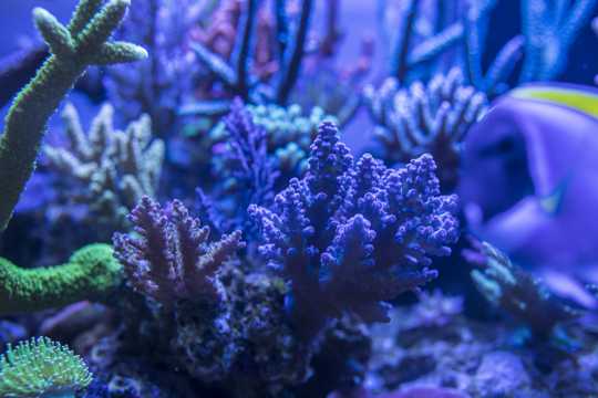 深海里的珊瑚