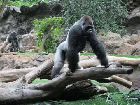 强壮活泼的大猩猩图片