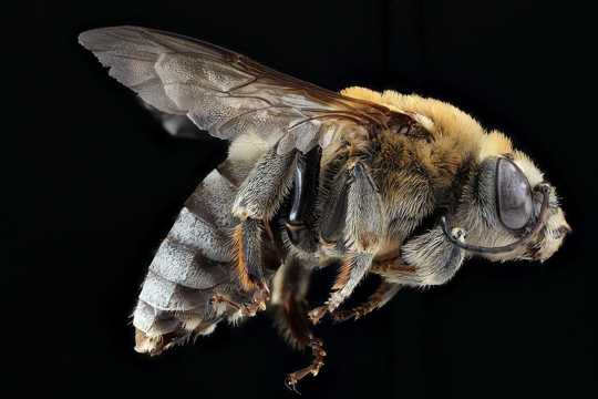 野生动物蜂王图片