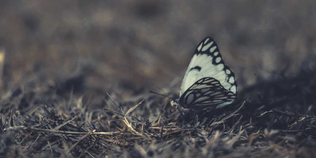 黑白色的花纹蝴蝶