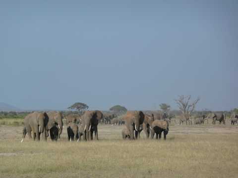 草场非洲象图片