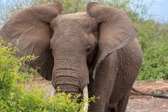 非洲巨型大象