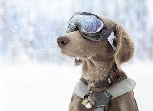滑雪的小狗