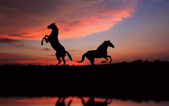 日落马匹剪影图片