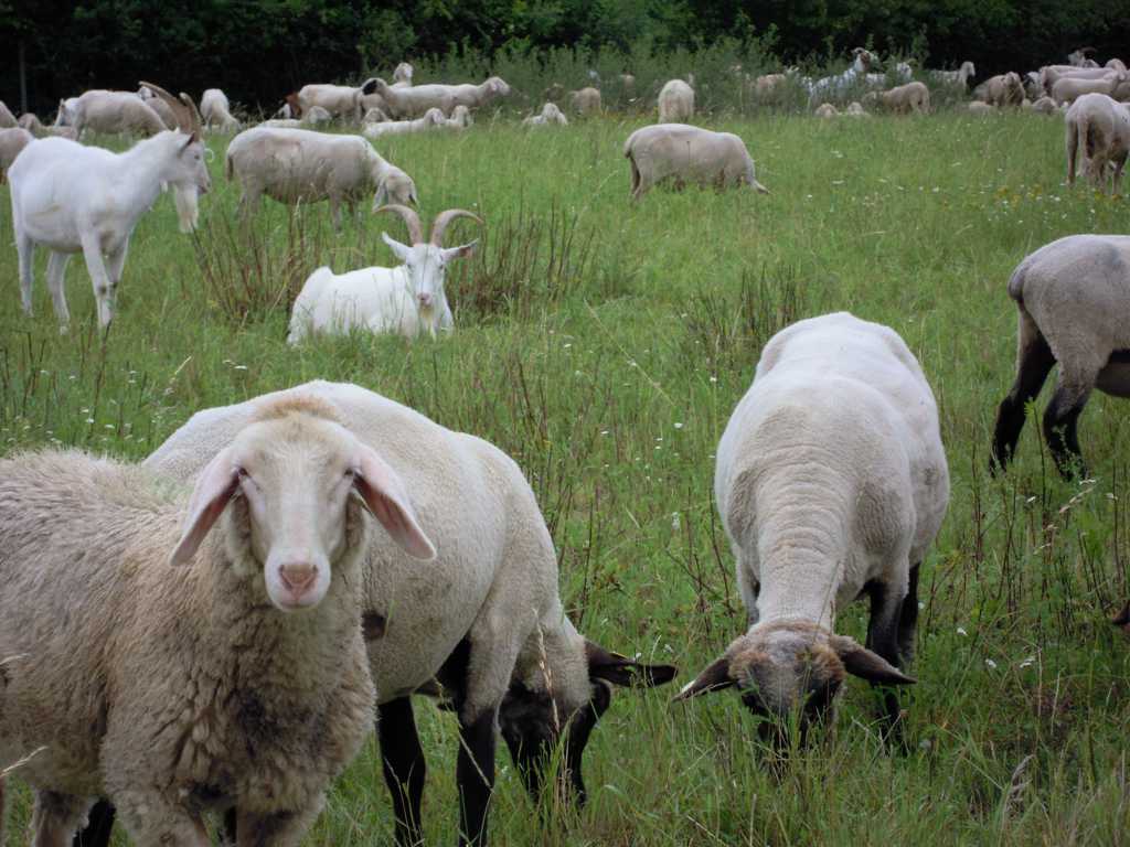 放牧中的羊群