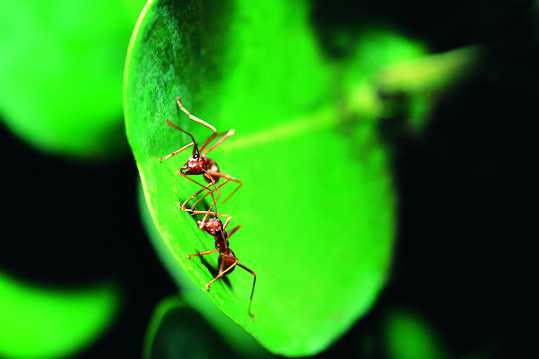 两只蚂蚁拍摄高清图片