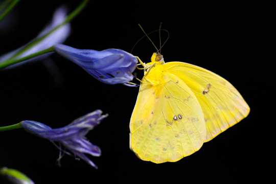 花蕊上的黄色蝴蝶