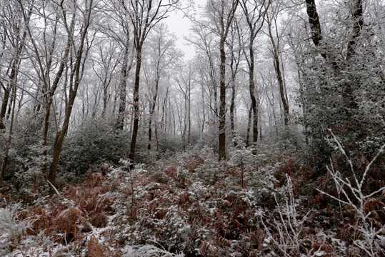 冬日森林景象图片