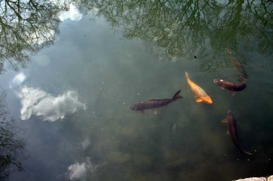 池中锦鲤鱼图片