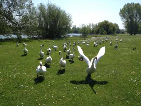 草地上的白天鹅