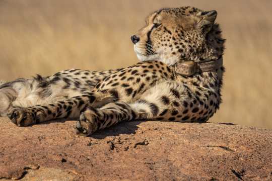 南非猎豹图片
