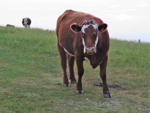 高原棕色奶牛图片