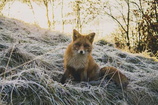 野生动物赤狐图片