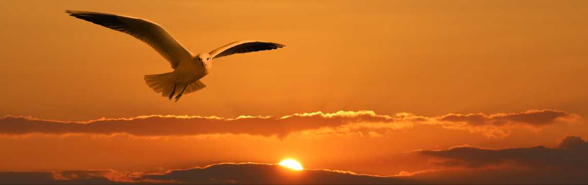 夕阳暮色海鸥图片