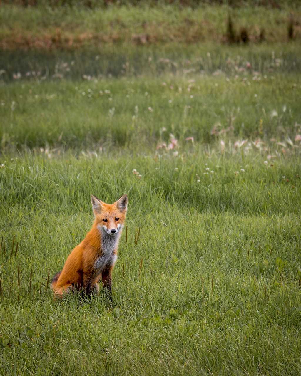 草丛里的赤狐