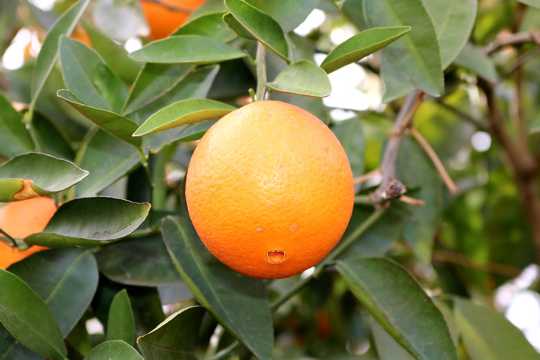 柑橘品种图片