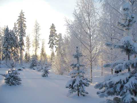 冬季唯美雪景图片