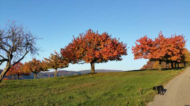 秋季的红树木