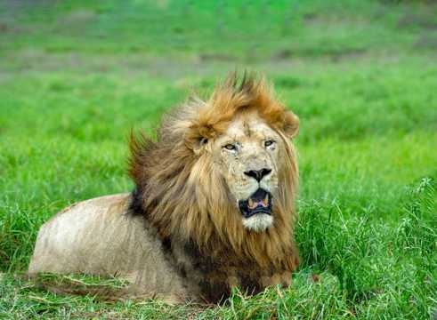 趴在草原上的母狮子图片