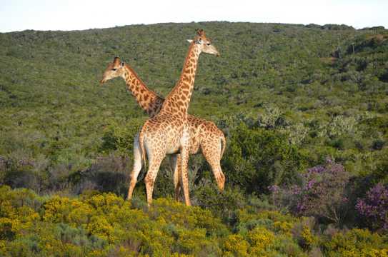 山上两只长颈鹿图片