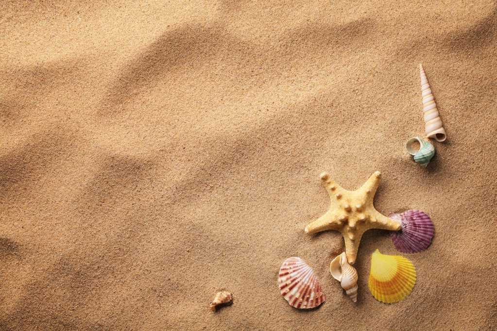 唯美海滩海螺贝壳图片
