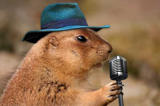 唱歌的松鼠