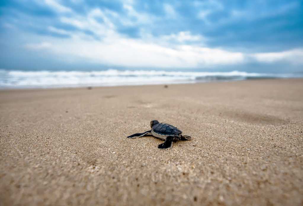 海滩上小乌龟