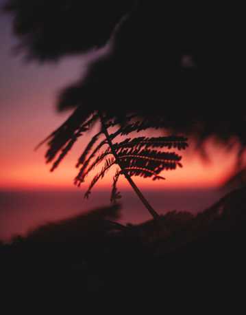 夕阳树叶剪影唯美境界图片