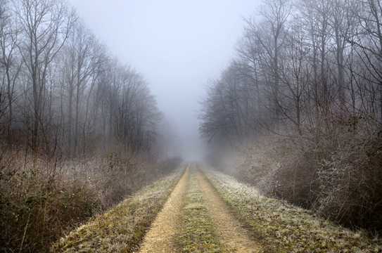 冬天丛林山路景观图片