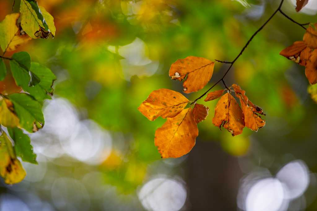 秋叶景物图片