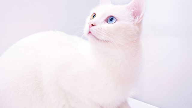 软萌可爱的白猫图片
