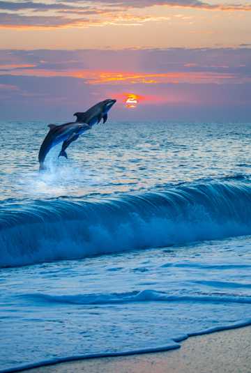 斜阳海洋海豚图片