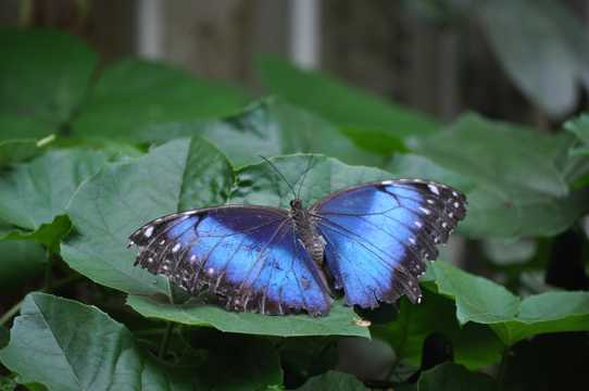 绿叶上的蓝蝴蝶