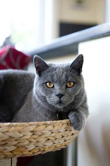 灰黑色猫咪图片