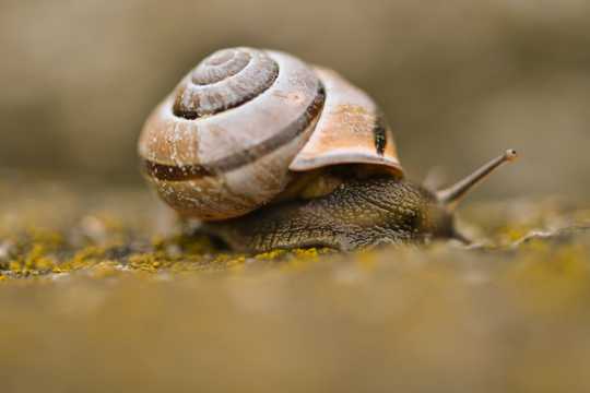 小蜗牛可人拍摄图片