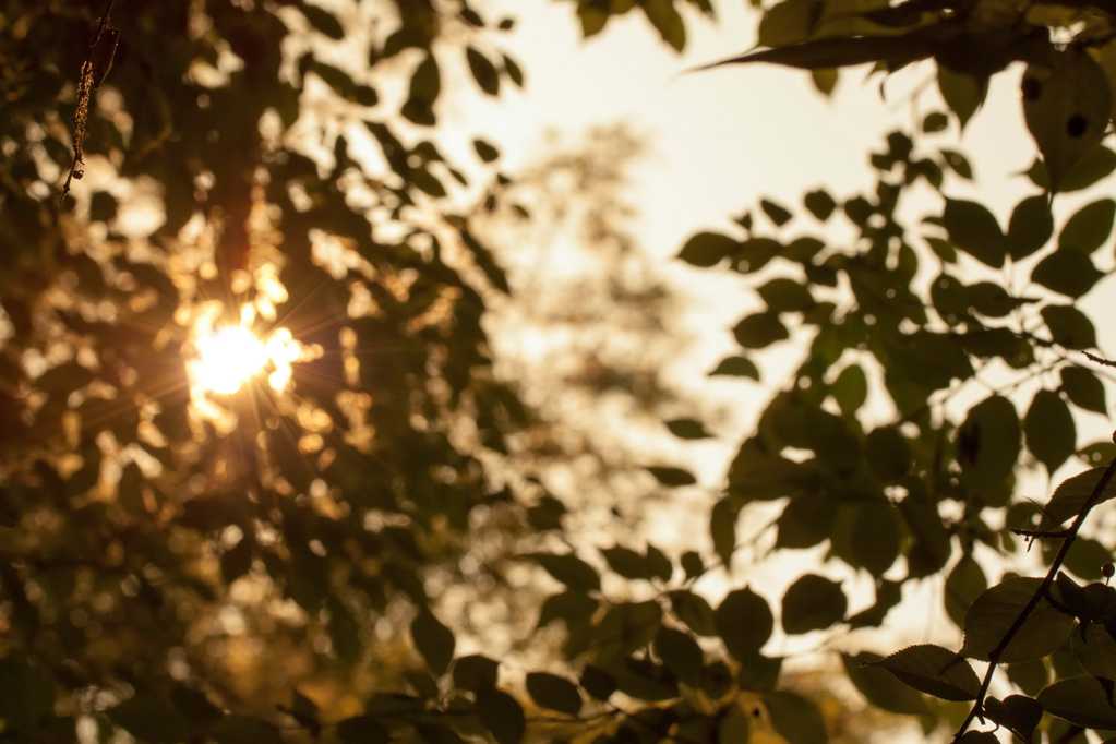 霞光透过树叶图片