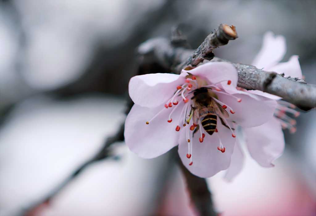 春季蜜蜂采蜜图片
