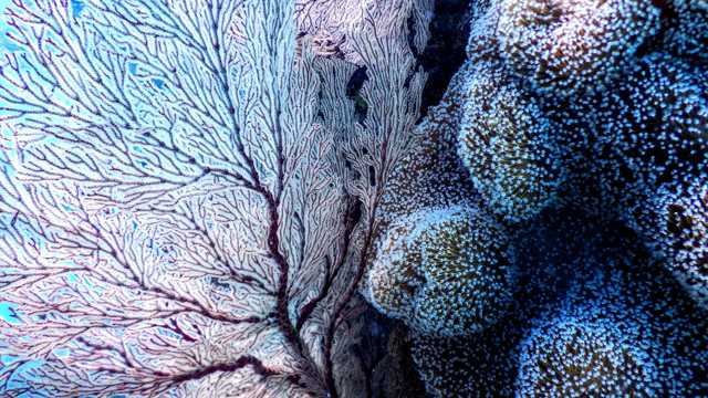 海底世界里的珊瑚