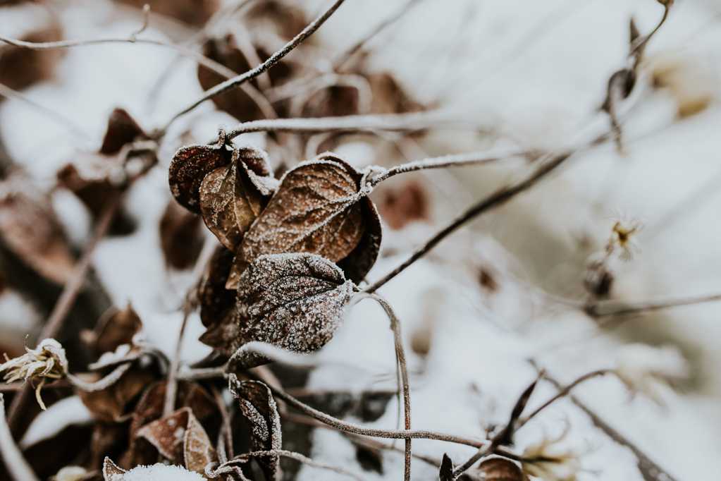冬天结冰的树木图片